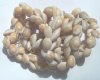28 inch strand of Cowrie Shells